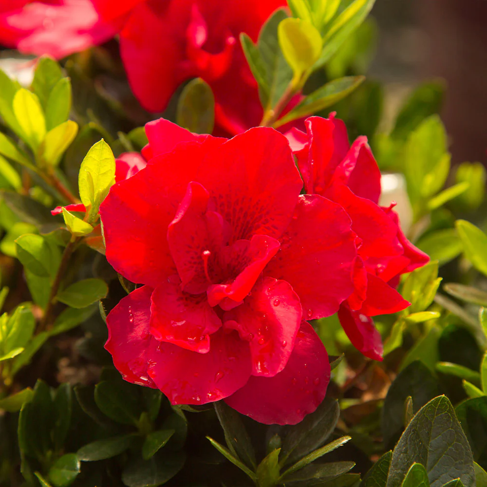 Autumn Bonfire® Encore® Azalea Shrub - Image 4