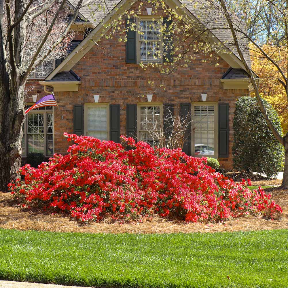 Autumn Bonfire® Encore® Azalea Shrub - Image 5