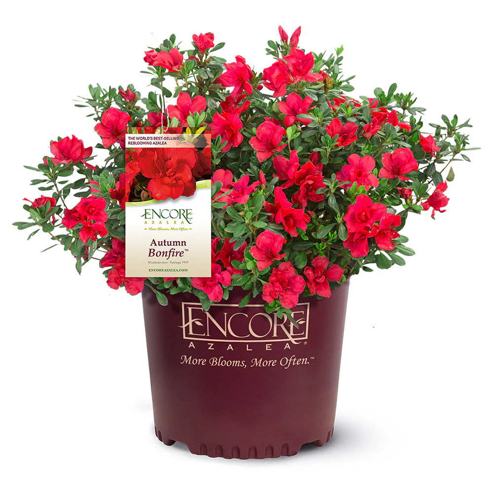 Autumn Bonfire® Encore® Azalea Shrub - Image 6