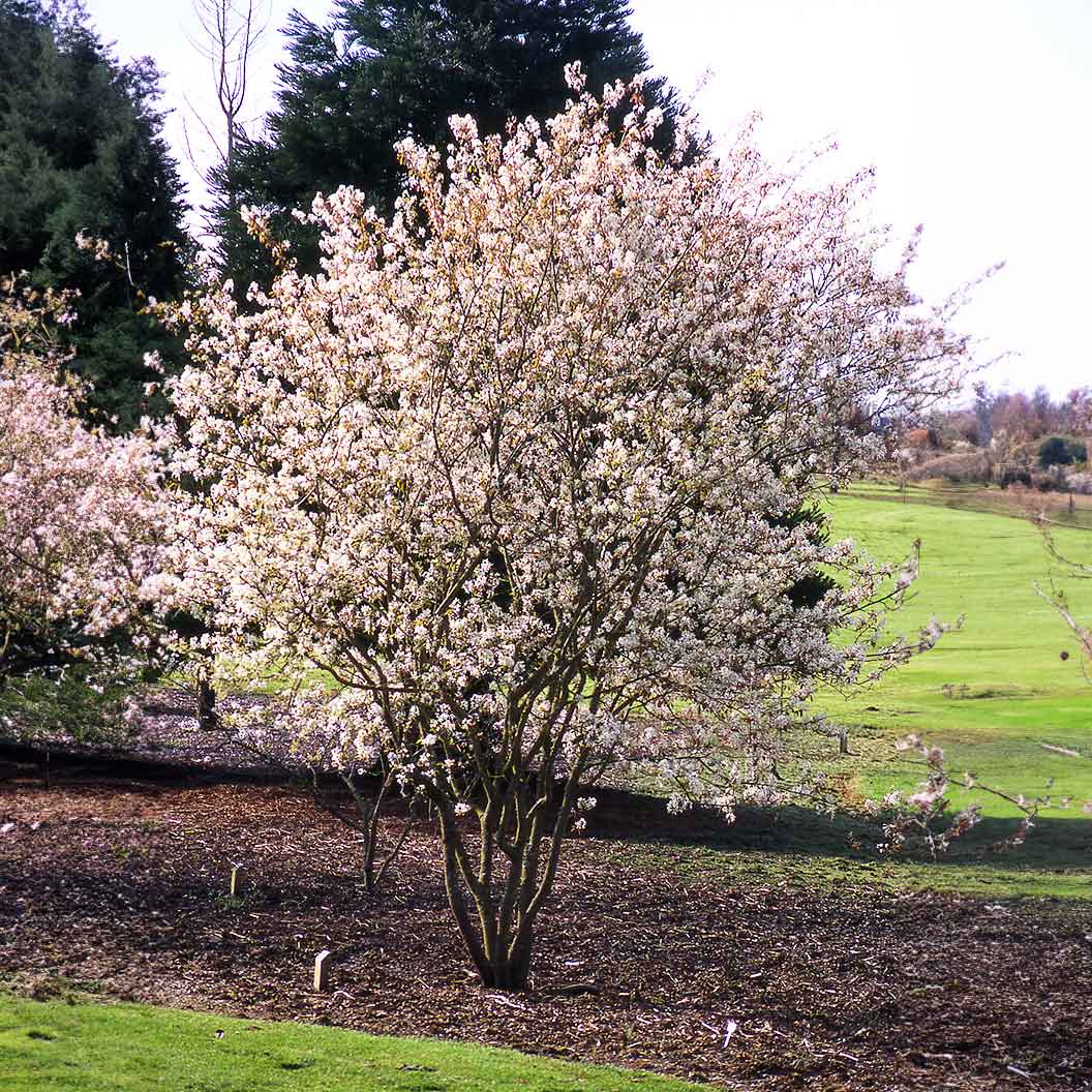 Autumn Brilliance Serviceberry Tree - Image 3