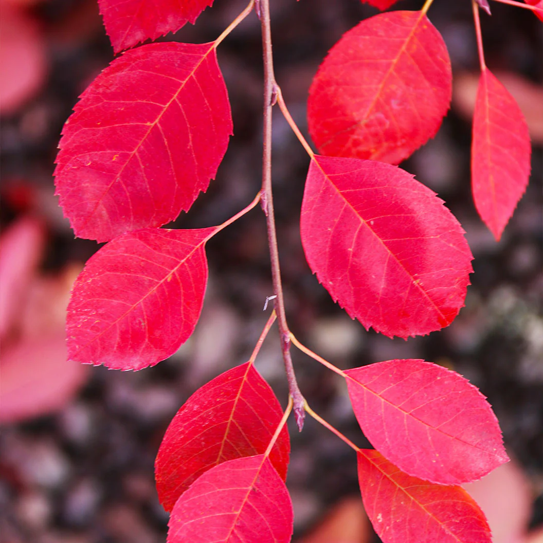 Autumn Brilliance Serviceberry Tree - Image 4