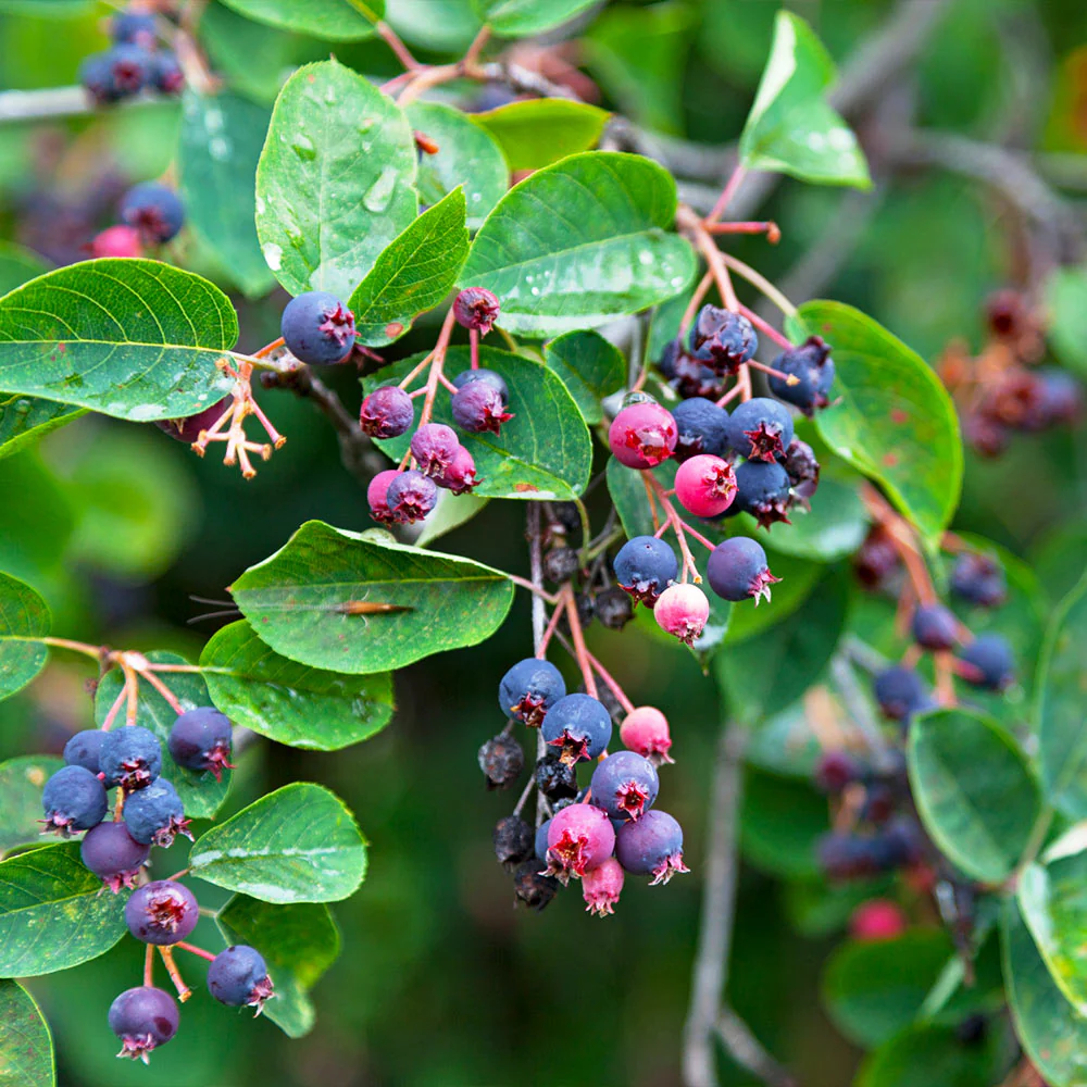 Autumn Brilliance Serviceberry Tree - Image 5
