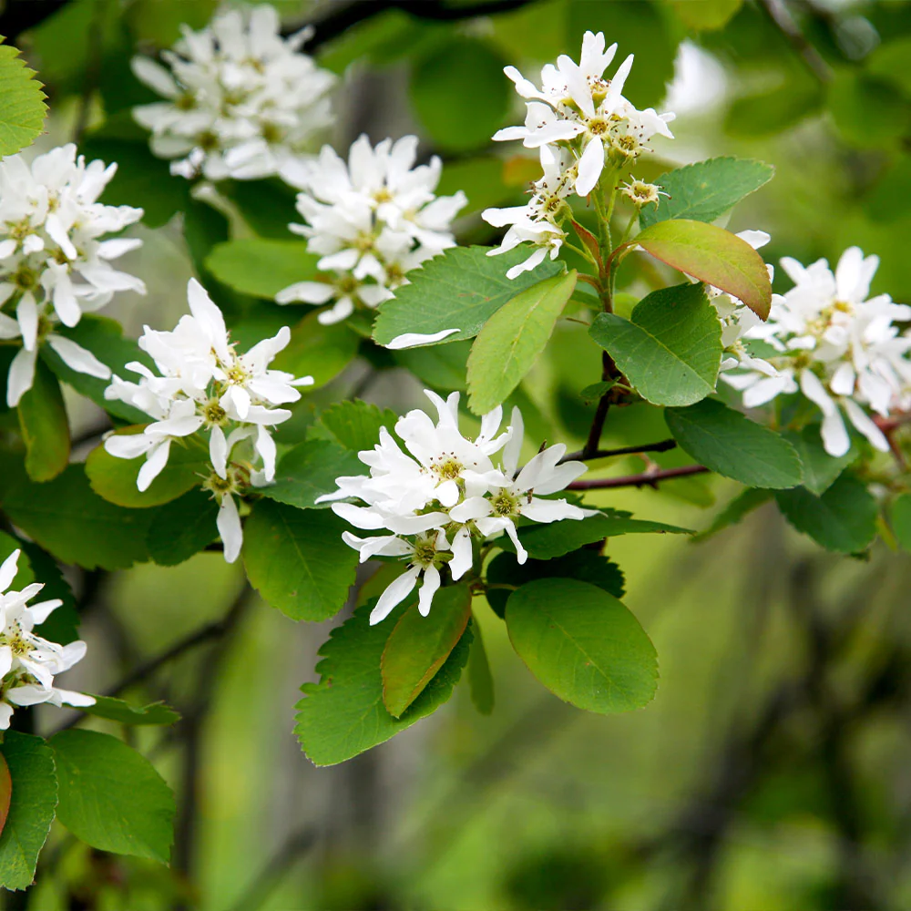 Autumn Brilliance Serviceberry Tree - Image 6