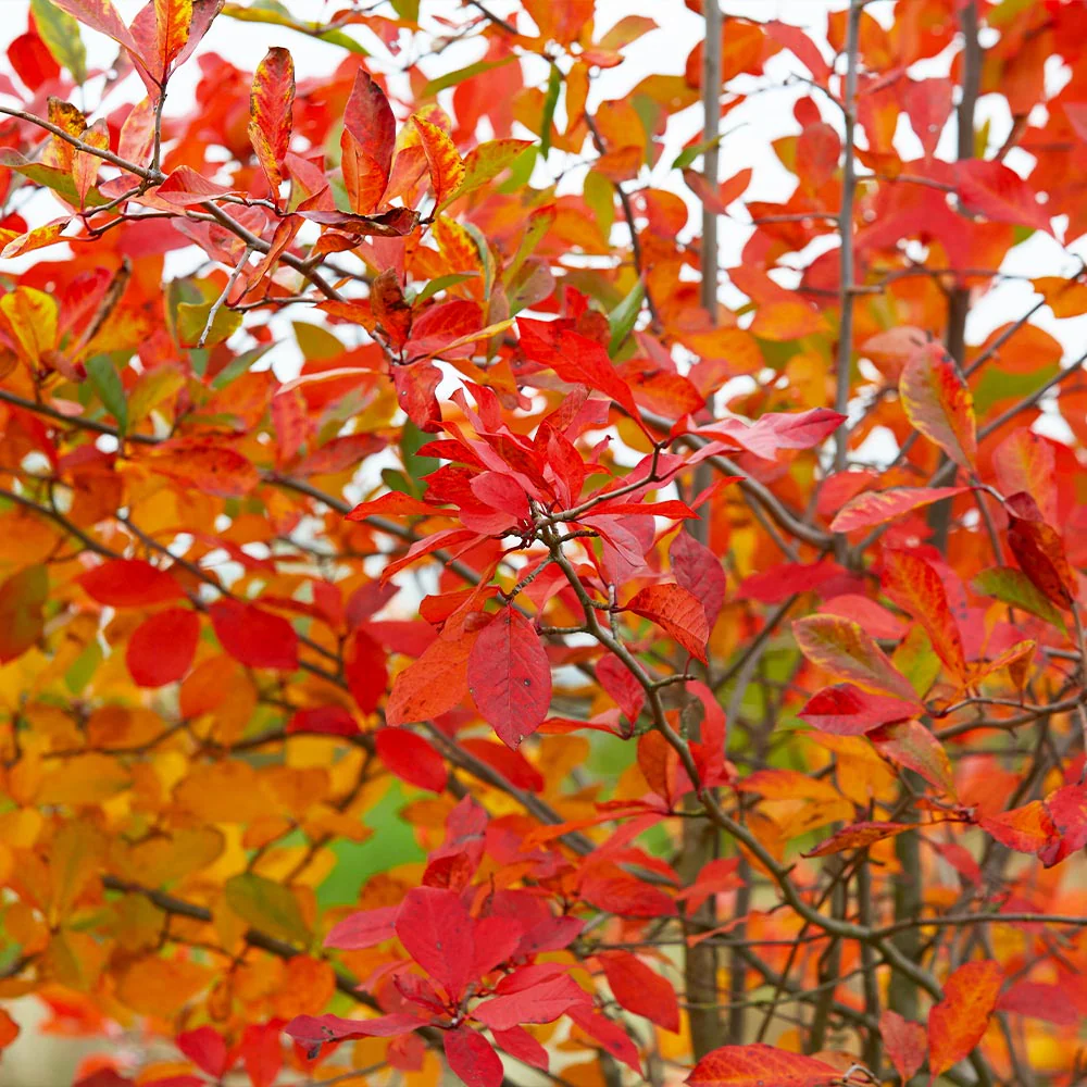 Autumn Brilliance Serviceberry Tree - Image 7