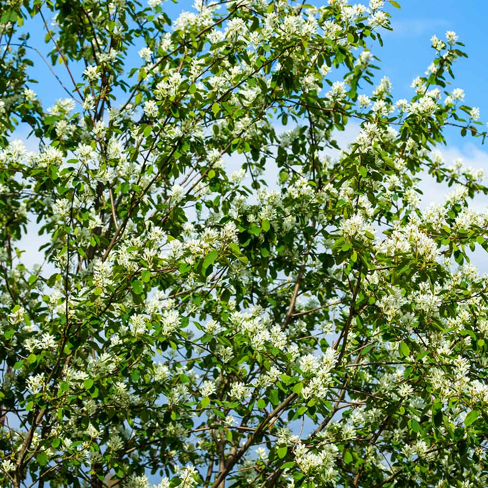 Autumn Brilliance Serviceberry Tree - Image 8