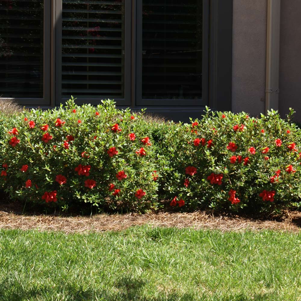 Autumn Fire® Encore® Azalea Shrub - Image 4
