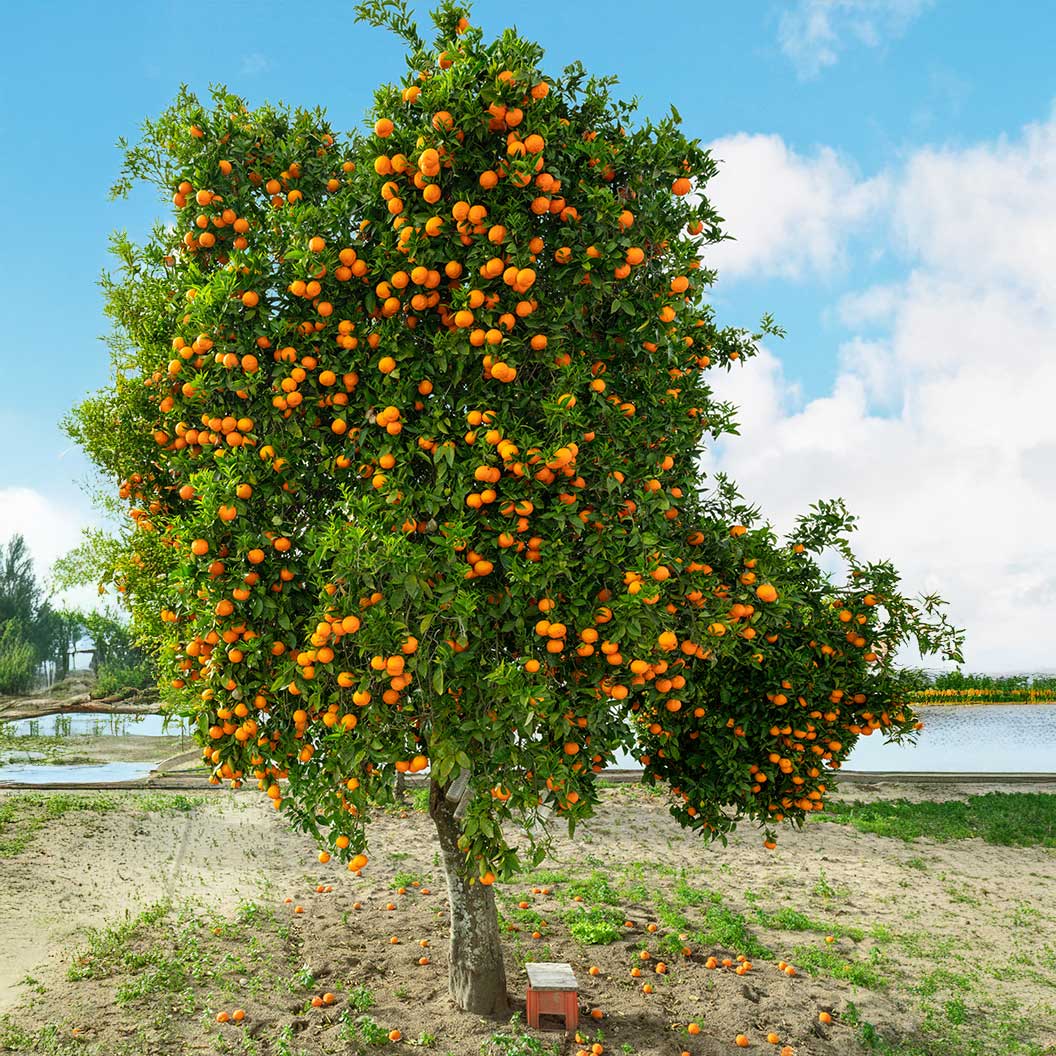 Autumn Gold Navel Orange Tree - Image 2