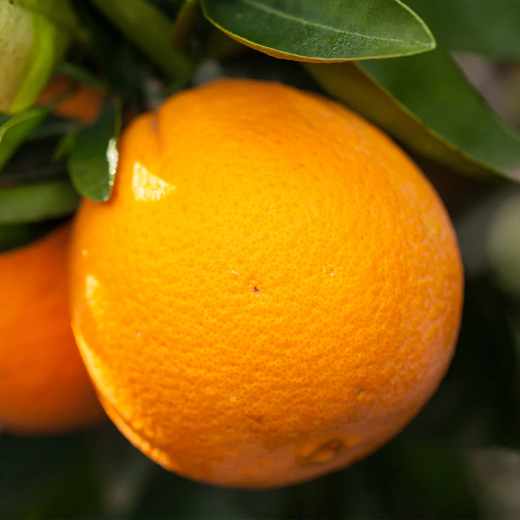 Autumn Gold Navel Orange Tree - Image 3