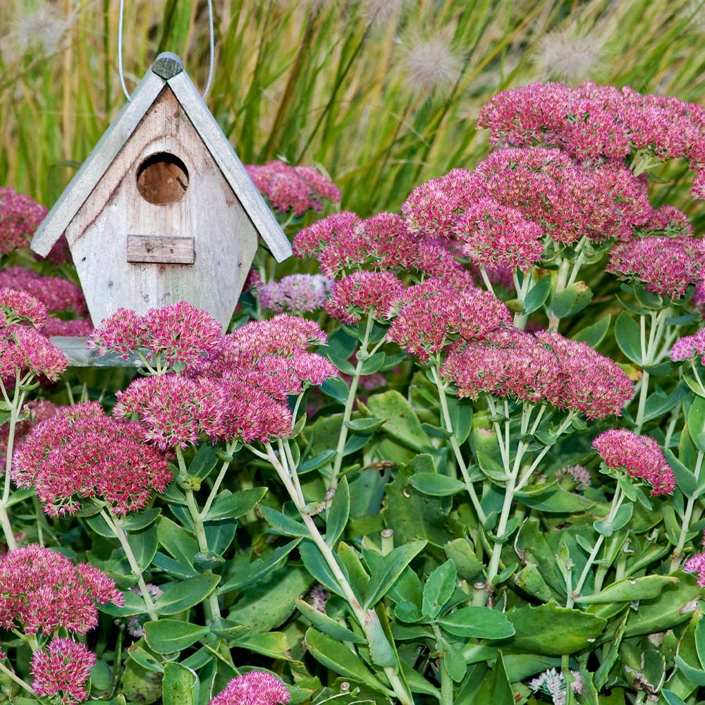 Autumn Joy Sedum - Image 3