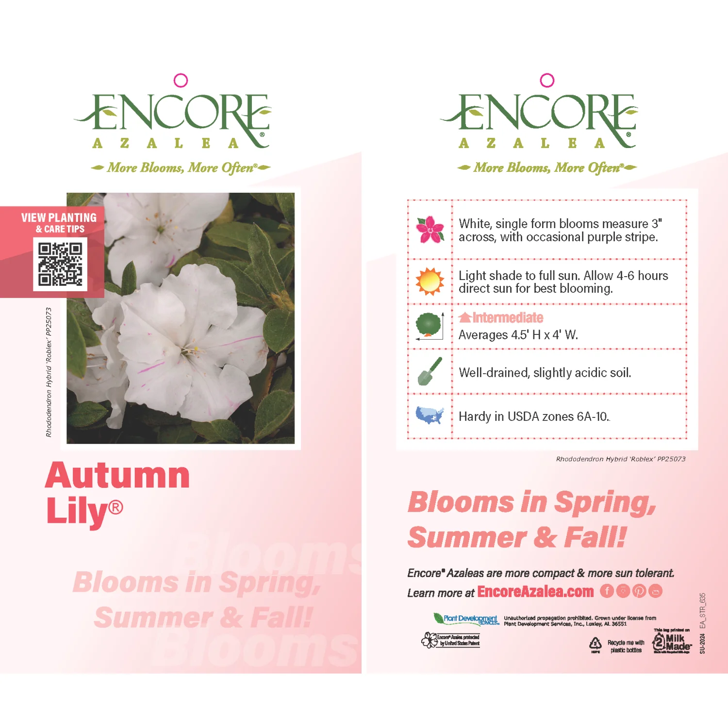 Autumn Lily® Encore® Azalea - Image 3