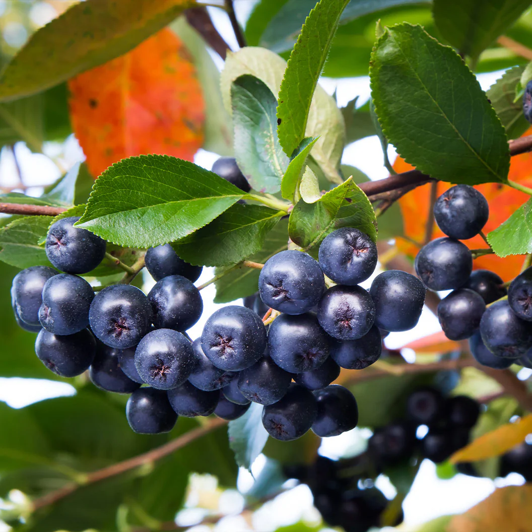 Autumn Magic Black Chokeberry Shrub - Image 2