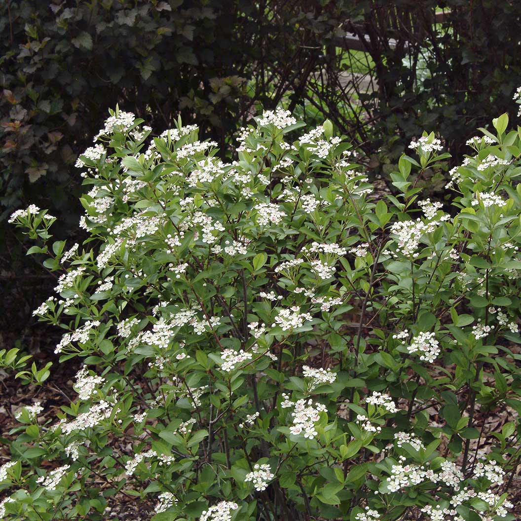 Autumn Magic Black Chokeberry Shrub - Image 3