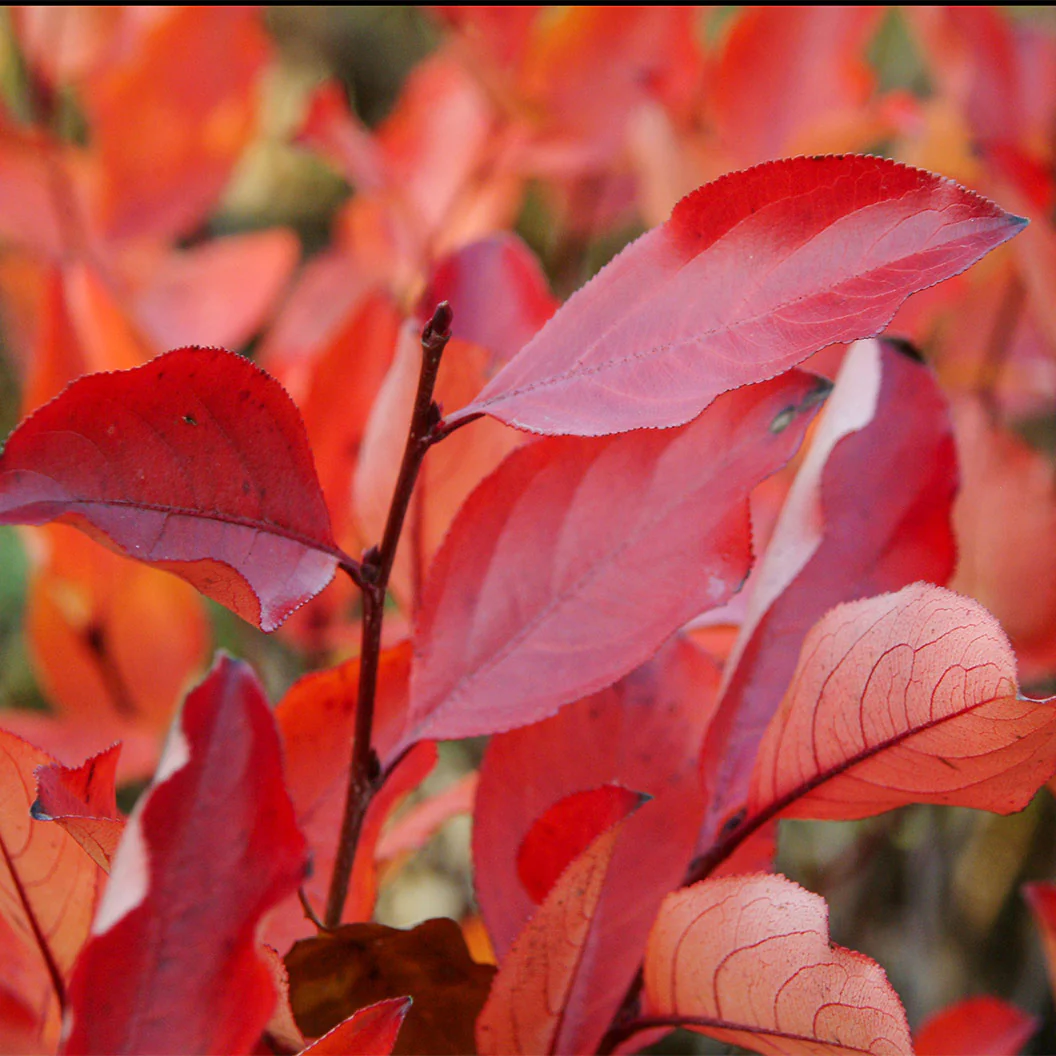 Autumn Magic Black Chokeberry Shrub - Image 4