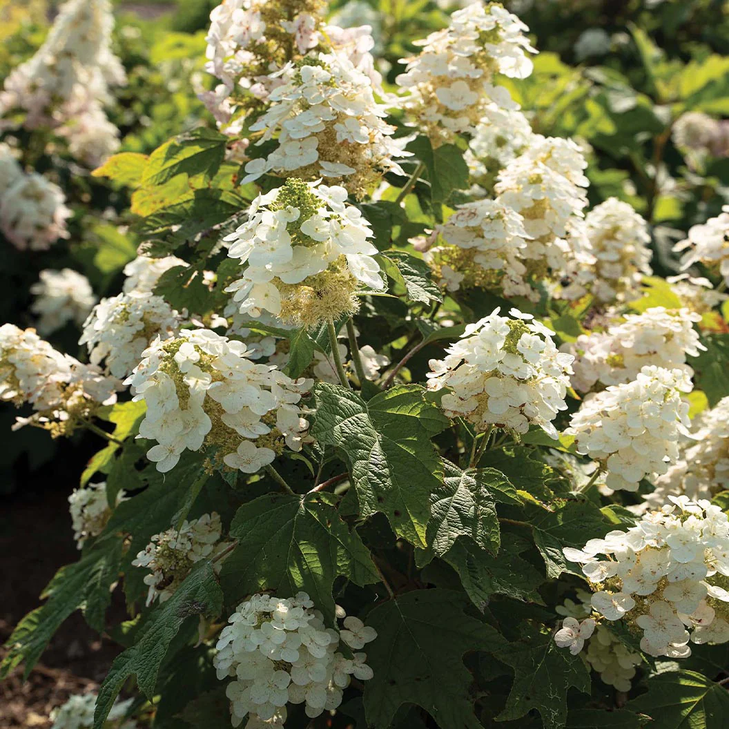 Autumn Reprise Oakleaf Hydrangea Shrub - Image 2
