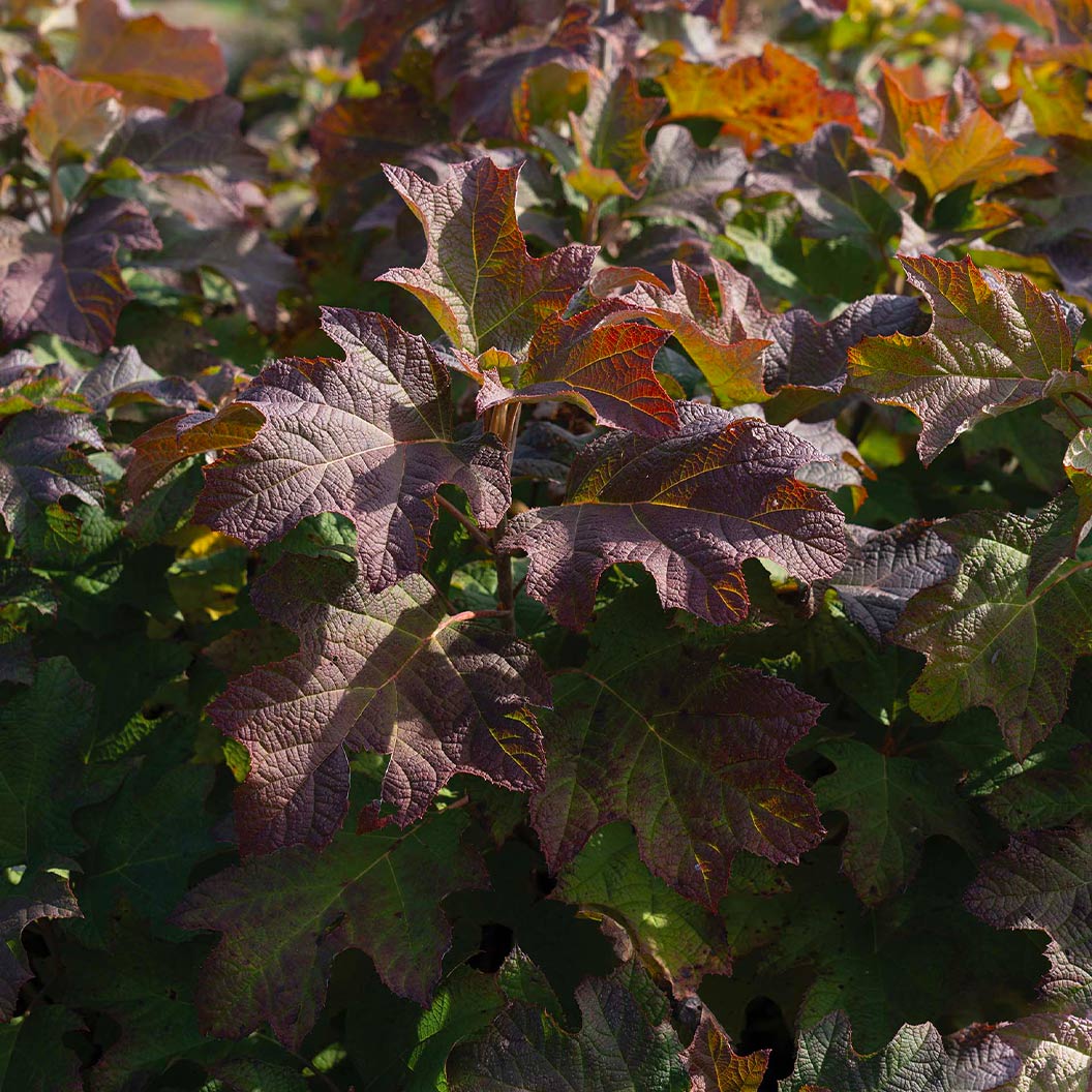 Autumn Reprise Oakleaf Hydrangea Shrub - Image 3