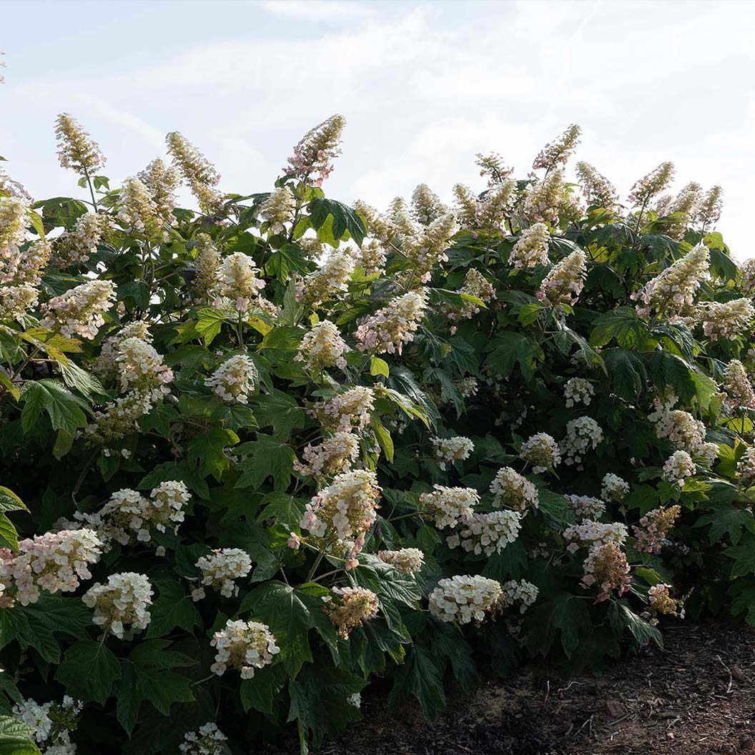 Autumn Reprise Oakleaf Hydrangea Shrub - Image 4