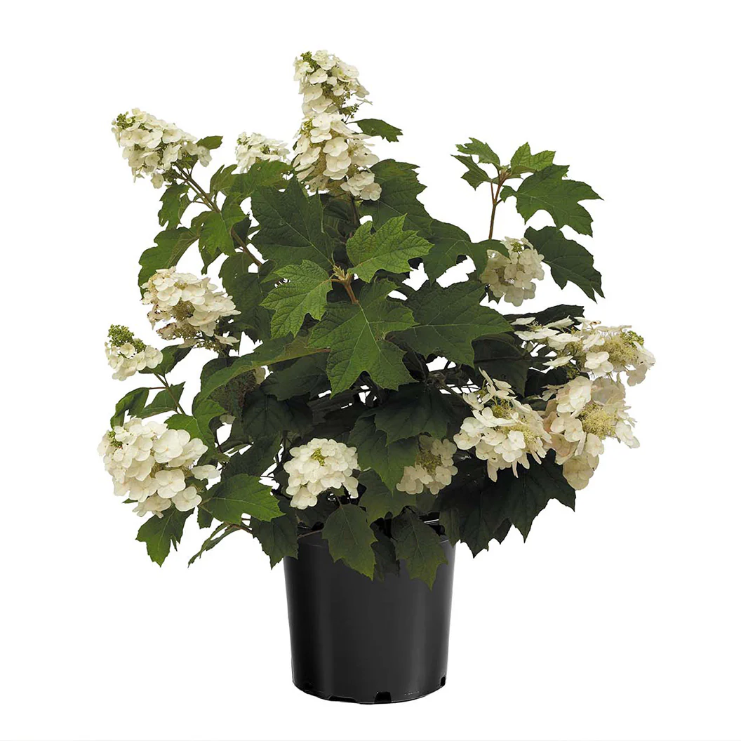 Autumn Reprise Oakleaf Hydrangea Shrub - Image 5