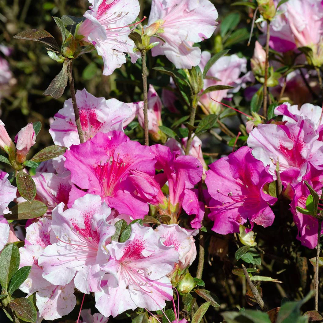 Autumn Twist® Encore® Azalea - Image 3