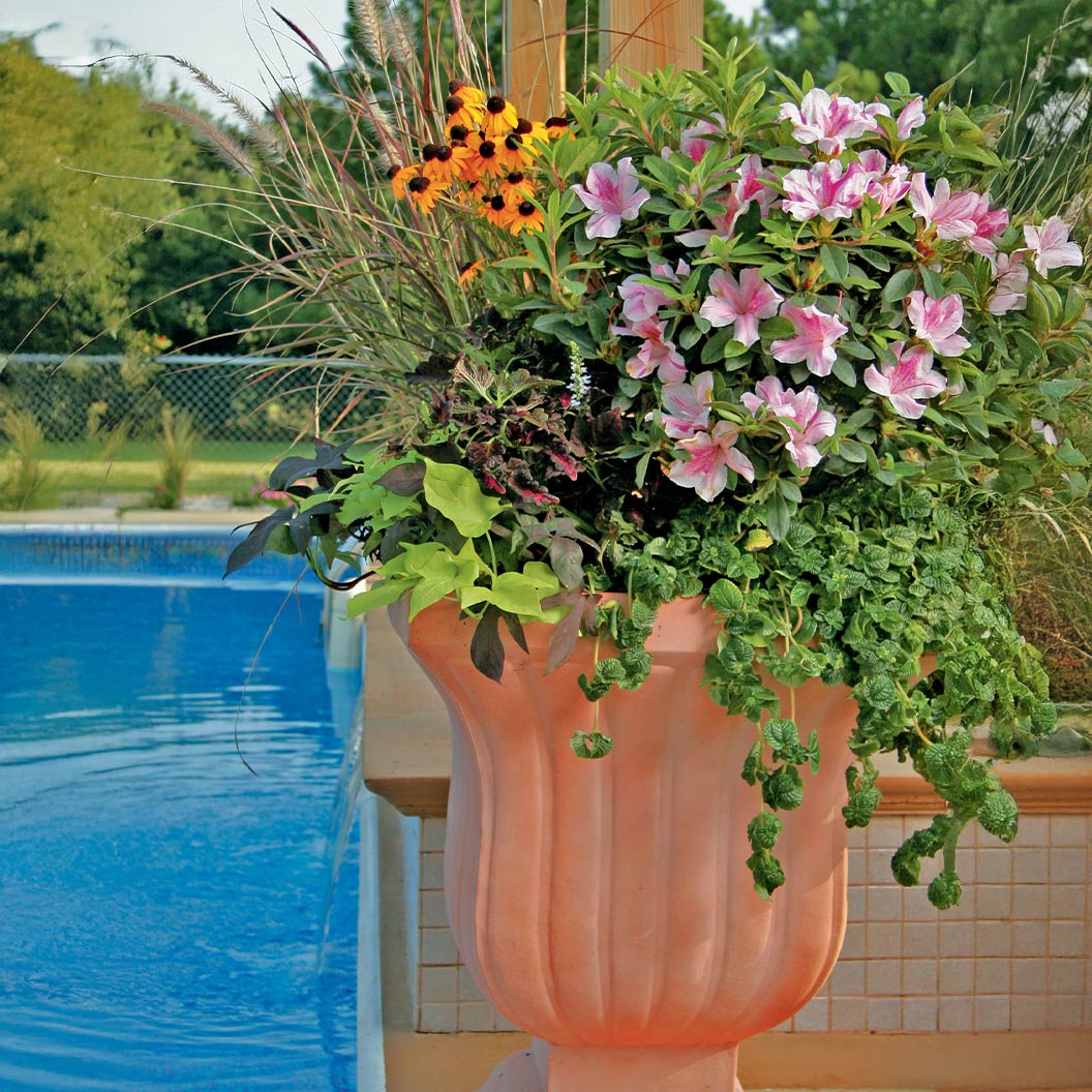 Autumn Twist® Encore® Azalea - Image 4