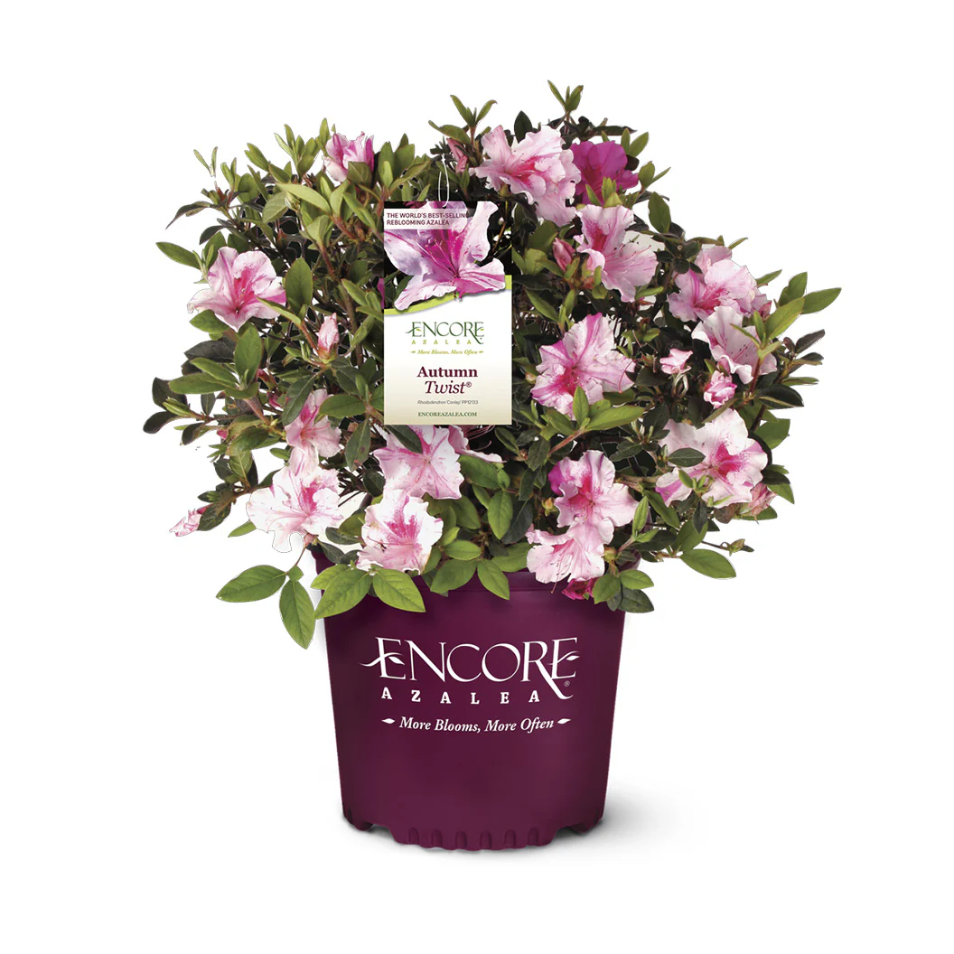 Autumn Twist® Encore® Azalea - Image 5