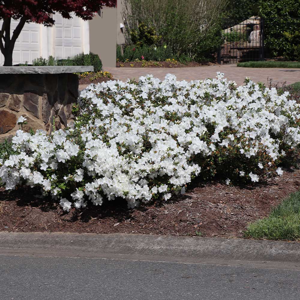 Autumn Angel® Encore® Azalea - Image 4