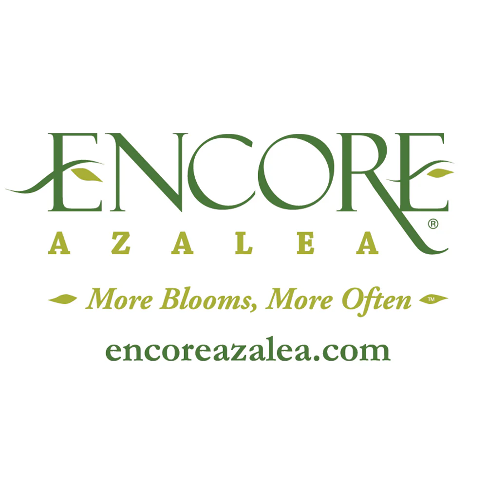 Autumn Angel® Encore® Azalea - Image 5