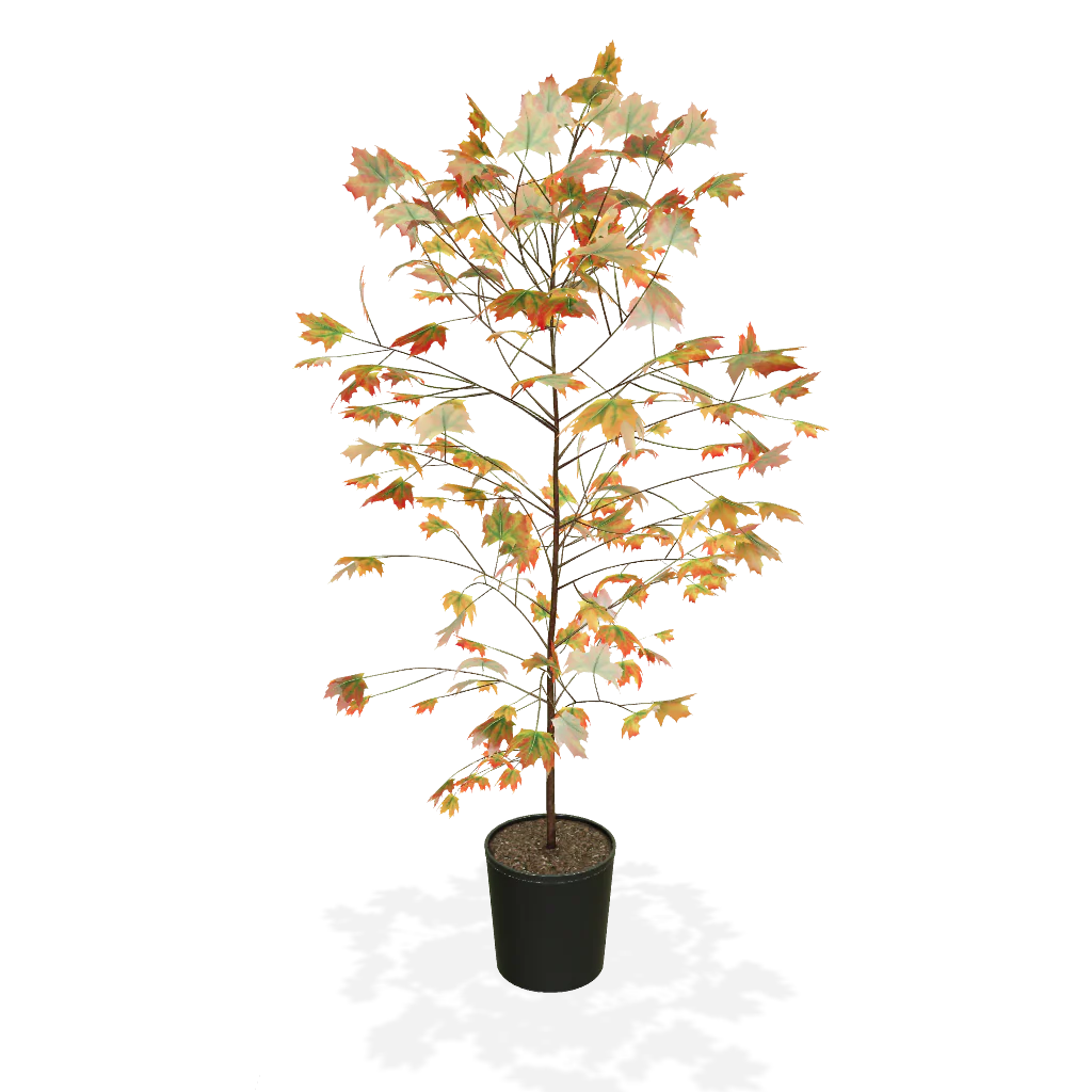 Autumn Blaze® Red Maple Tree - Image 3