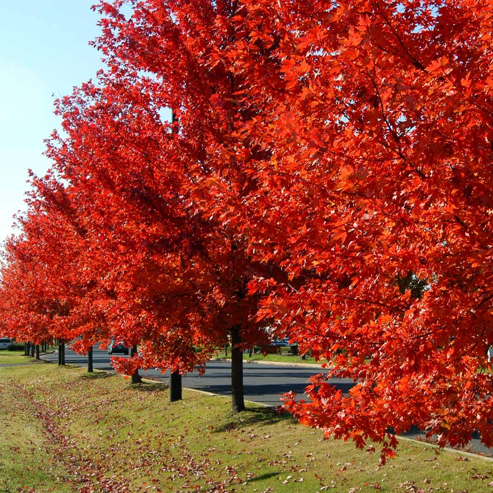 Autumn Blaze® Red Maple Tree - Image 4