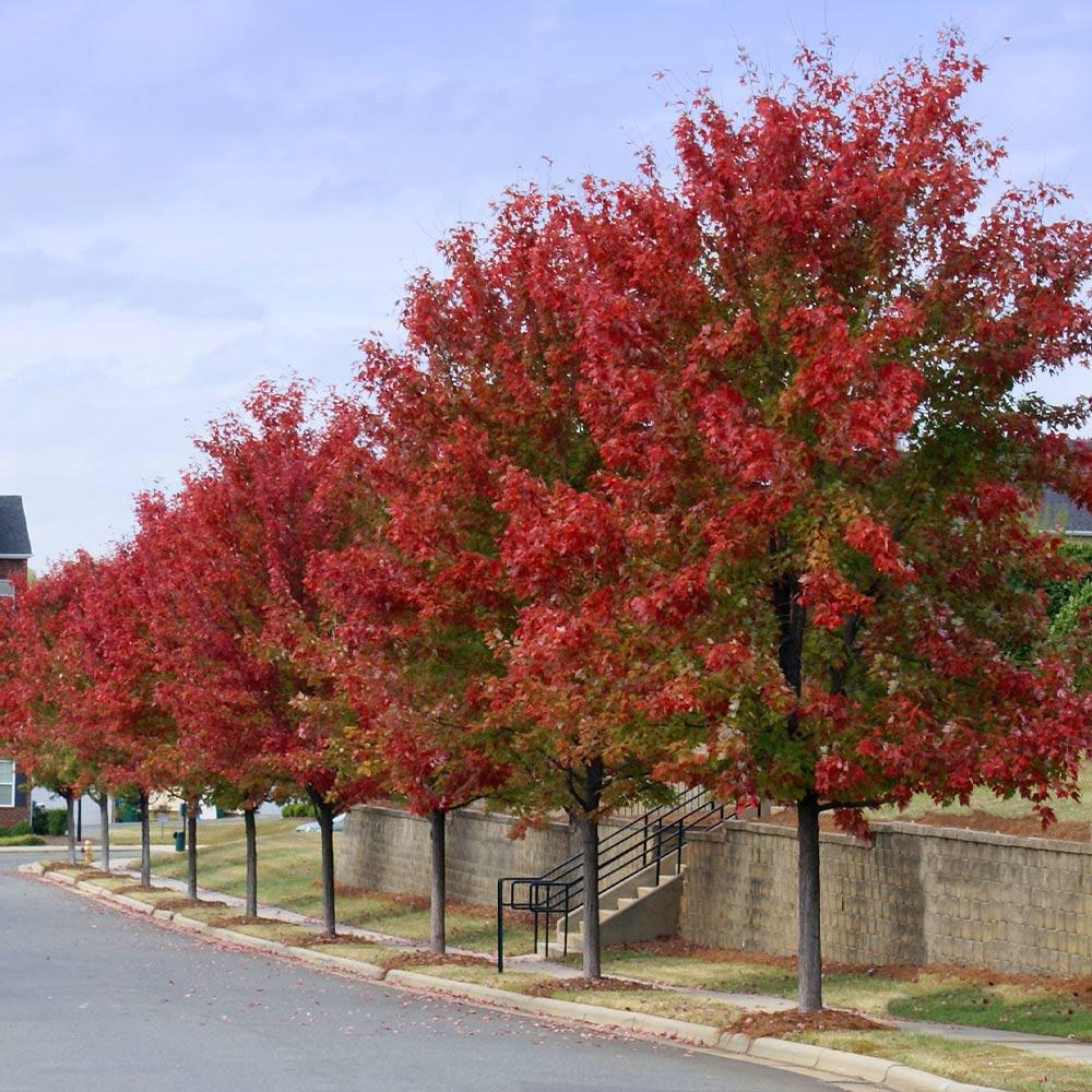 Autumn Blaze® Red Maple Tree - Image 5