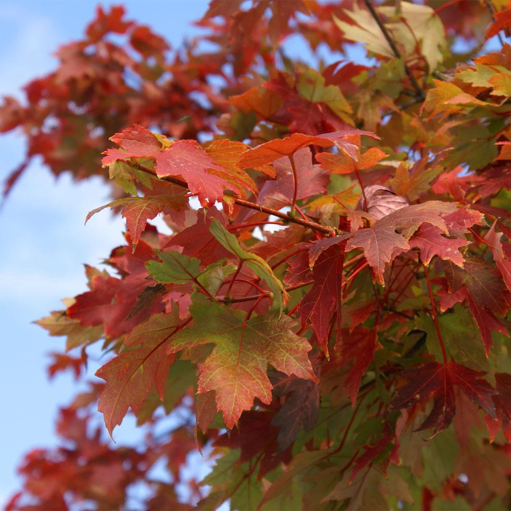 Autumn Blaze® Red Maple Tree - Image 6
