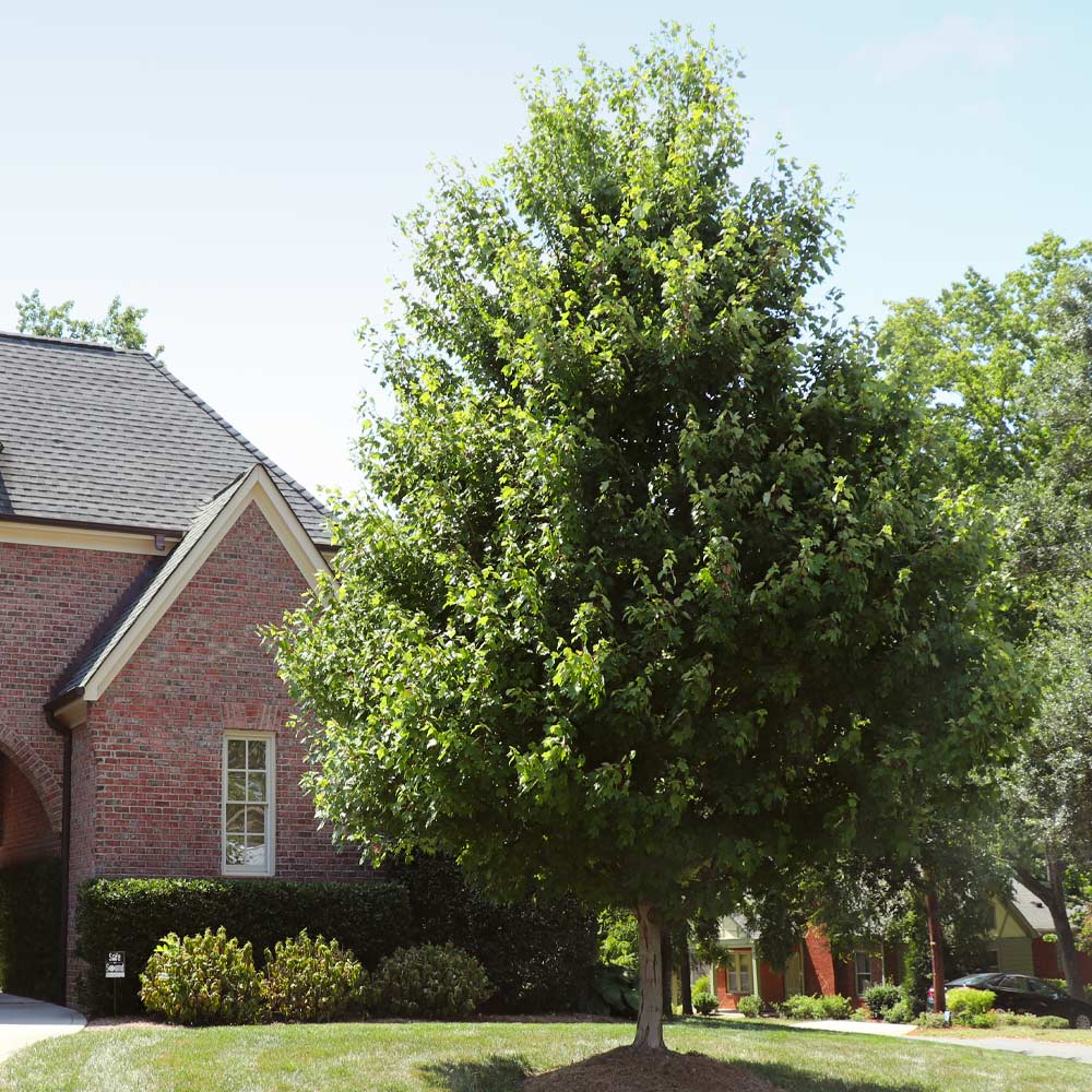 Autumn Blaze® Red Maple Tree - Image 7