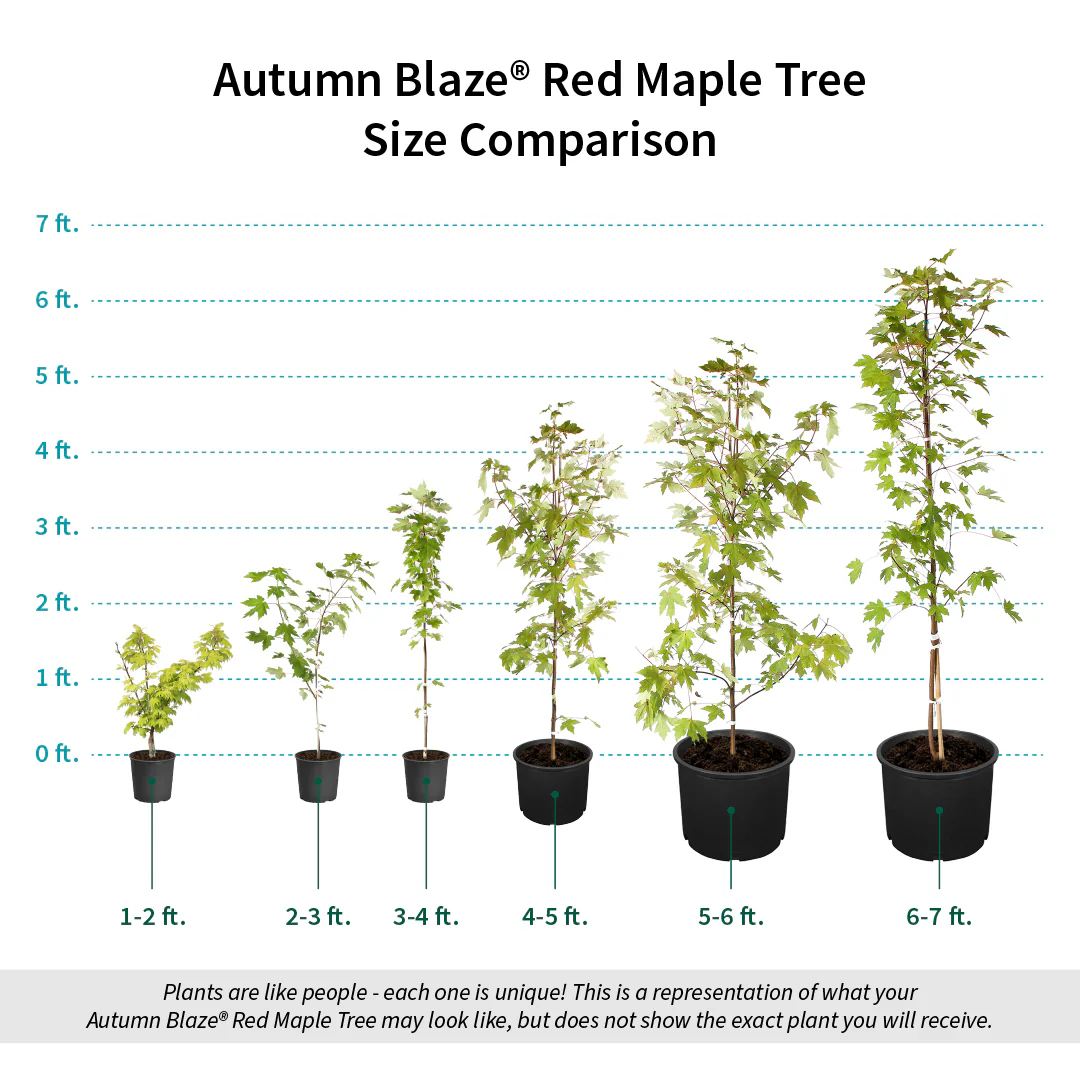 Autumn Blaze® Red Maple Tree - Image 8