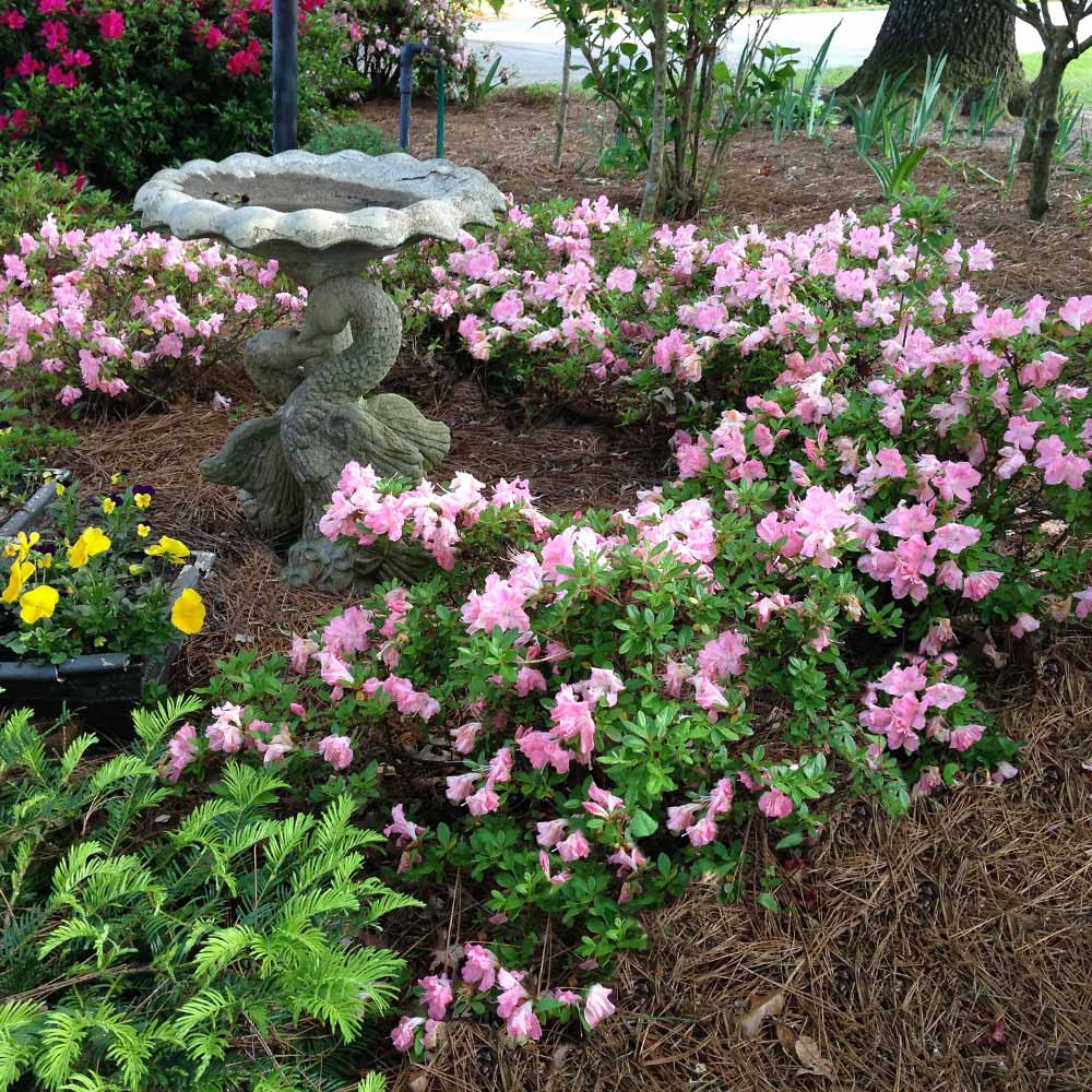 Autumn Debutante® Encore® Azalea - Image 3
