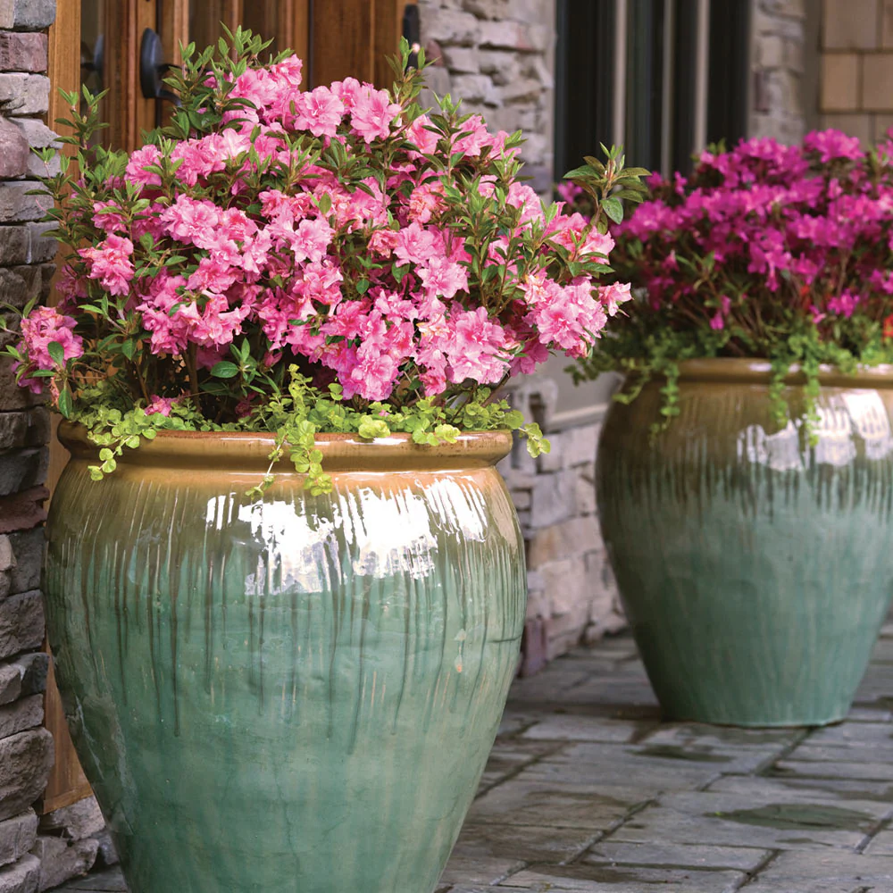 Autumn Debutante® Encore® Azalea - Image 4