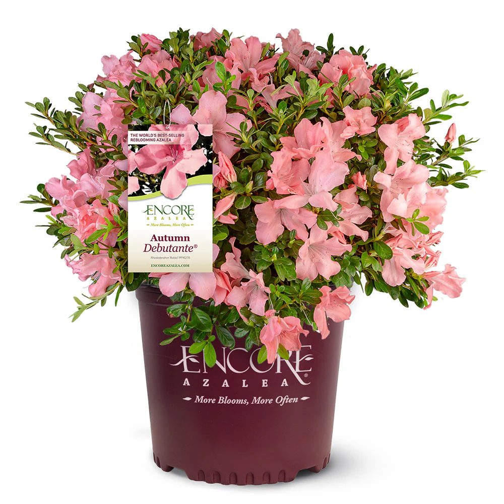 Autumn Debutante® Encore® Azalea - Image 5