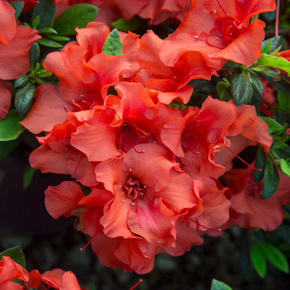 Autumn Embers® Encore® Azalea Shrub - Image 4