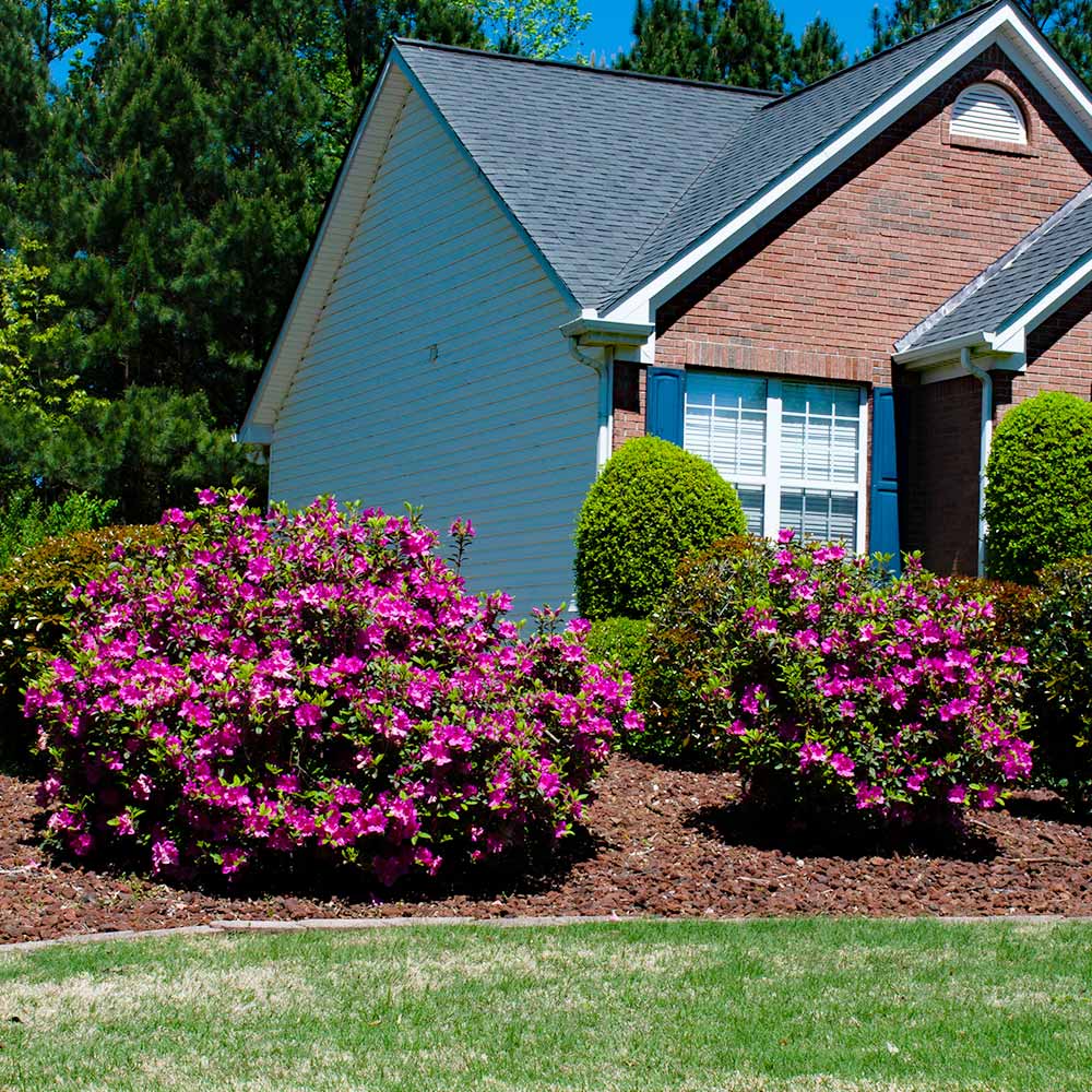 Autumn Royalty® Encore® Azalea - Image 4