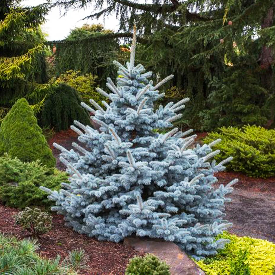 Avatar Blue Spruce Tree - Image 2