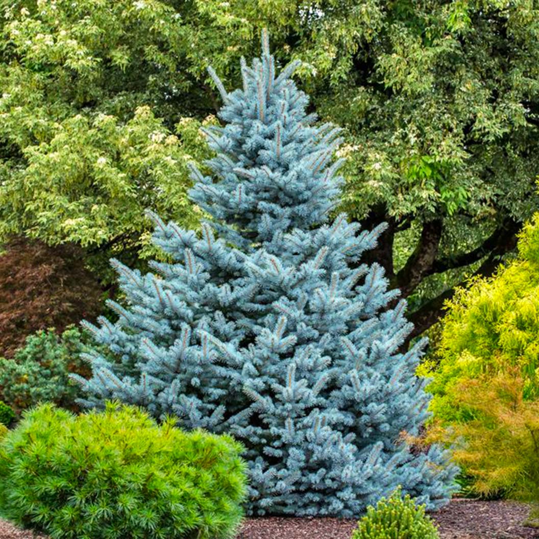 Avatar Blue Spruce Tree - Image 3
