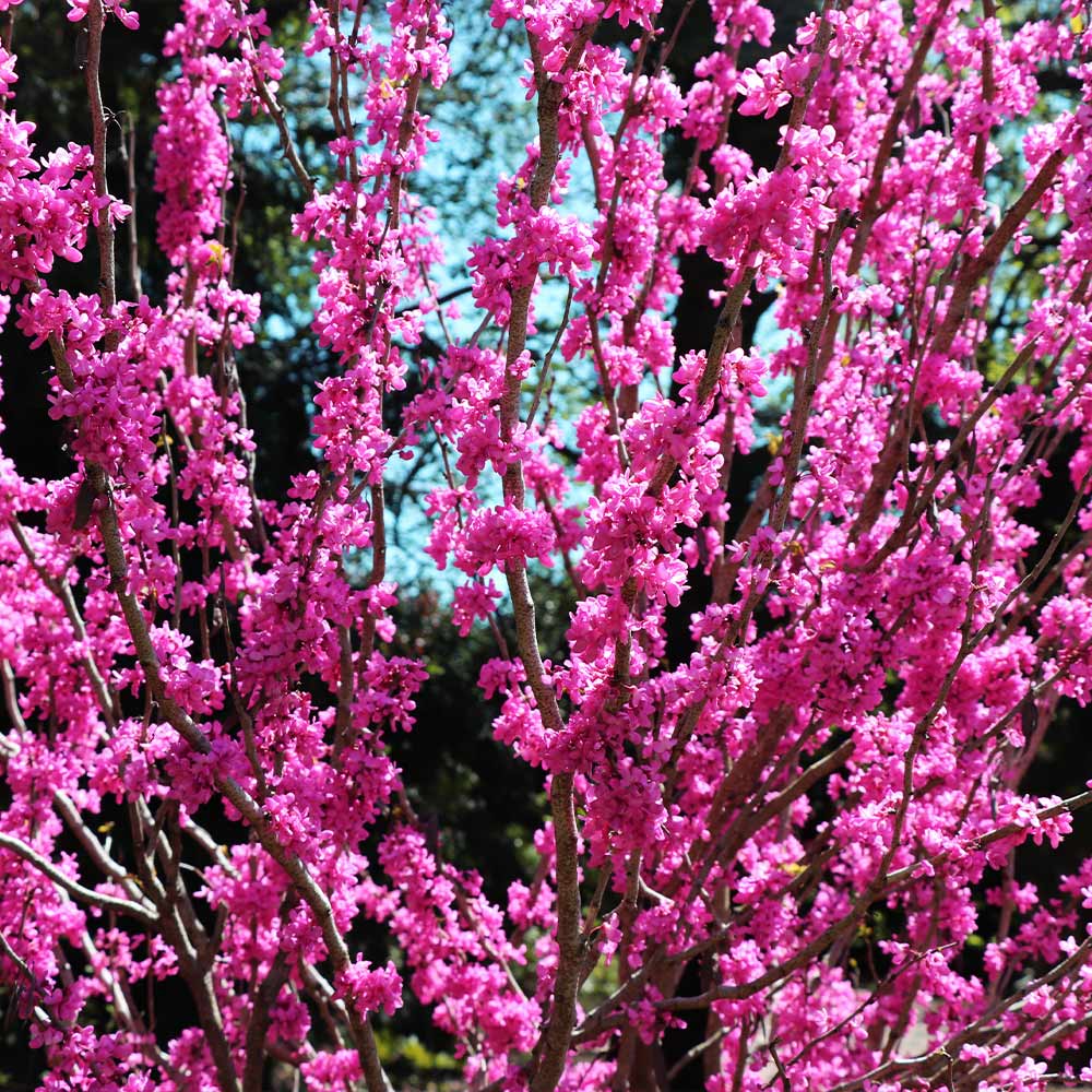 Avondale Redbud Tree - Image 4