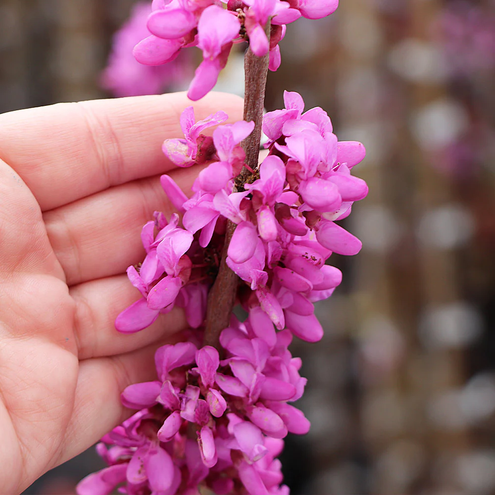 Avondale Redbud Tree - Image 5