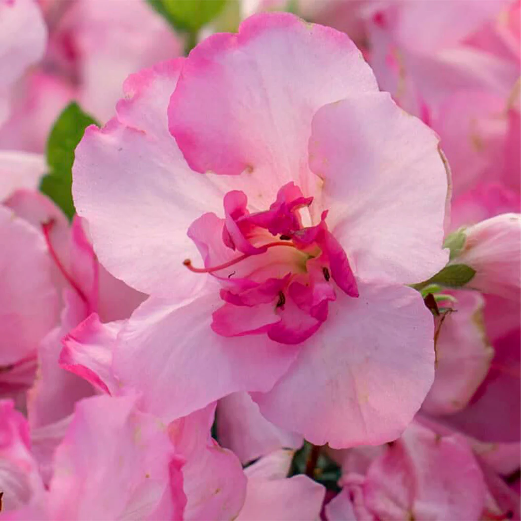 Encore Azalea® Autumn Kiss™ Shrub - Image 2
