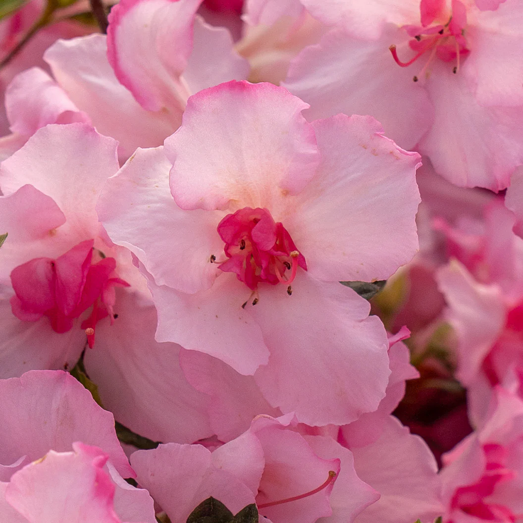 Encore Azalea® Autumn Kiss™ Shrub - Image 3
