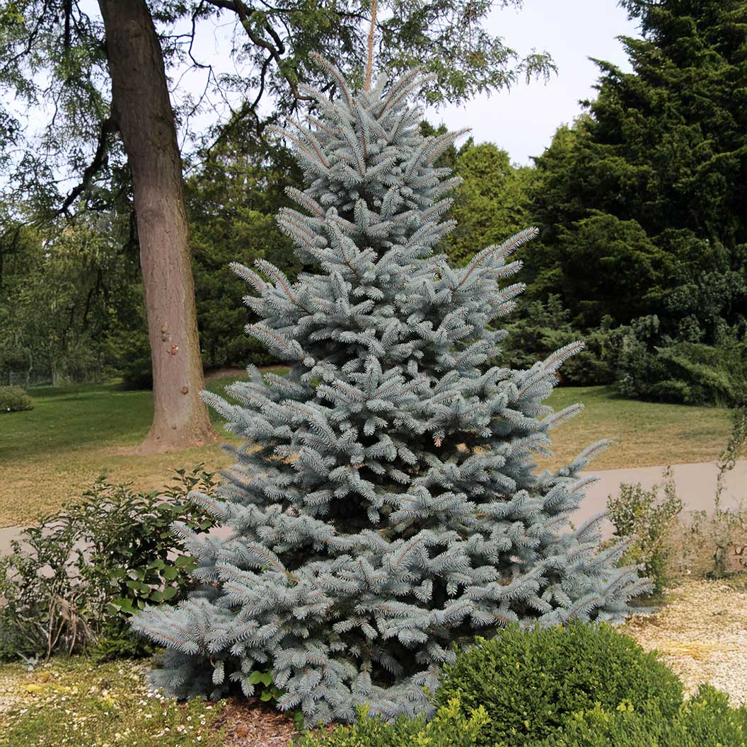 Baby Blue Eyes Colorado Spruce Tree - Image 2