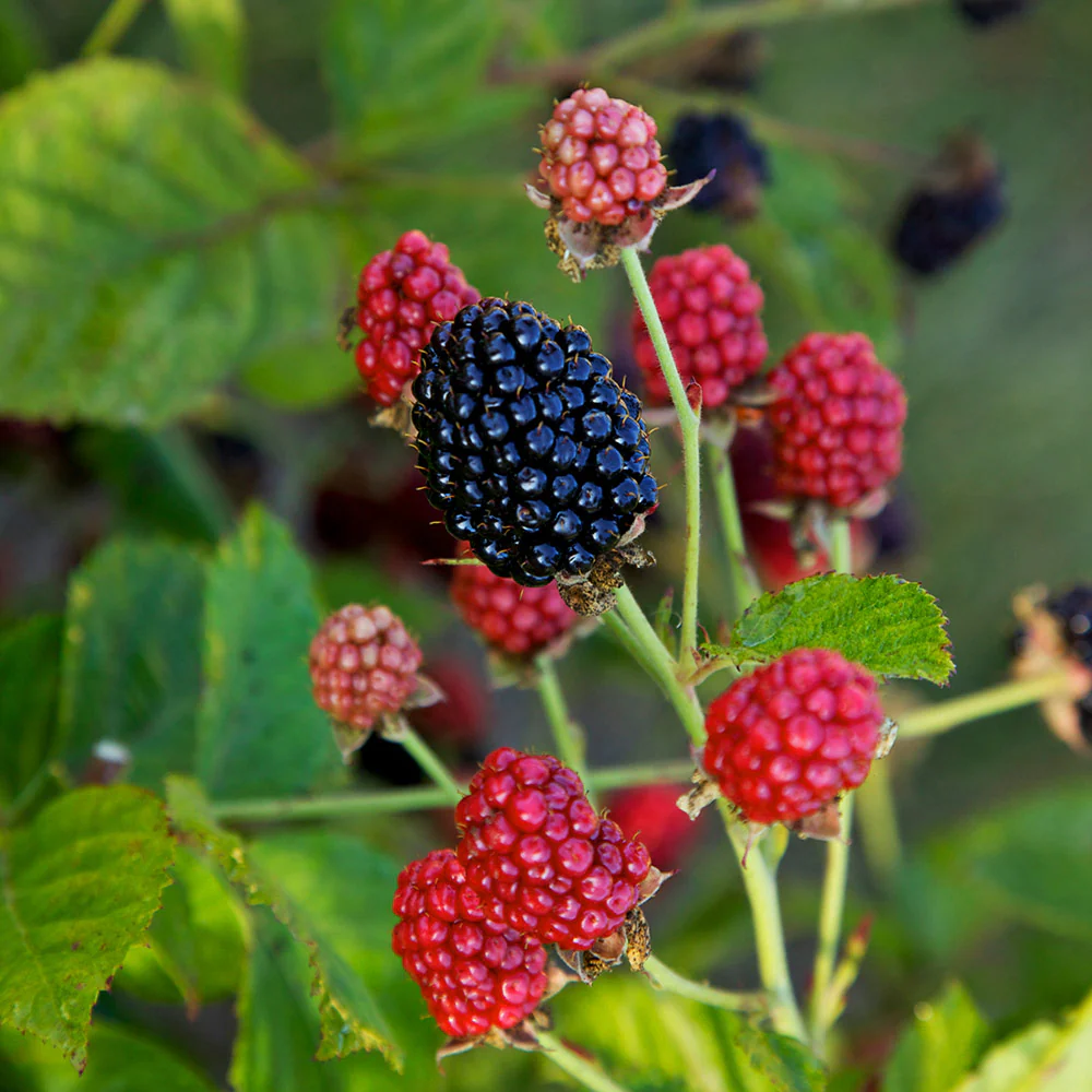 Bushel and Berry® Baby Cakes Blackberry® Bush - Image 3