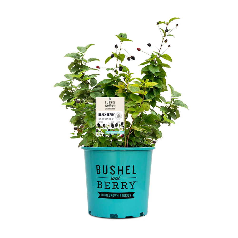 Bushel and Berry® Baby Cakes Blackberry® Bush - Image 6