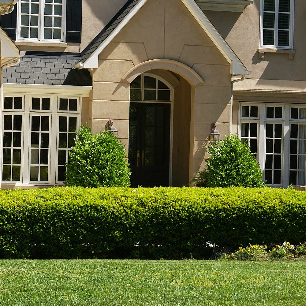 Southern Living® Baby Gem Boxwood Shrub - Image 3
