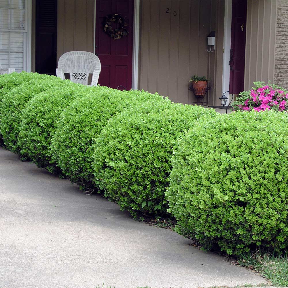 Southern Living® Baby Gem Boxwood Shrub - Image 4