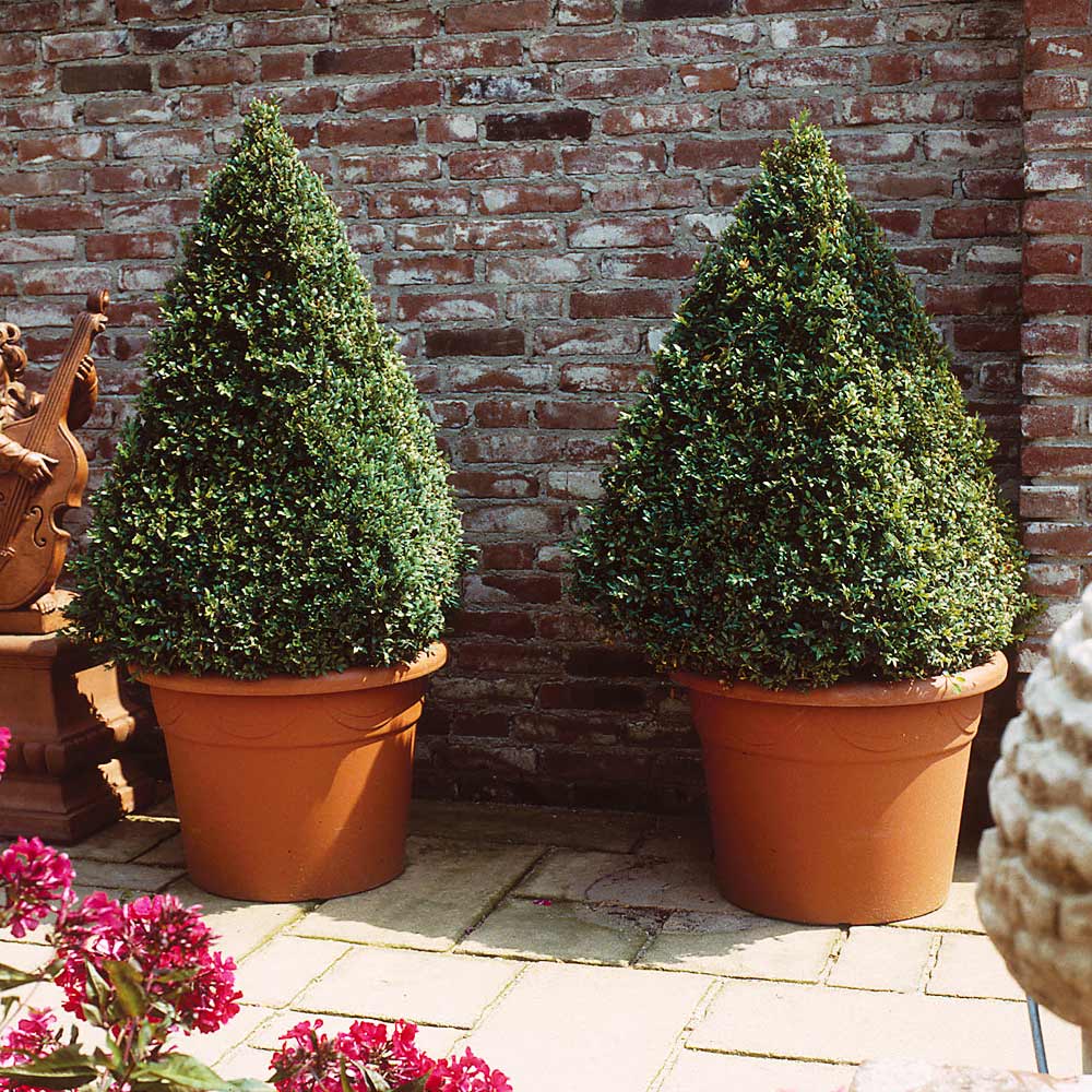 Southern Living® Baby Gem Boxwood Shrub - Image 5