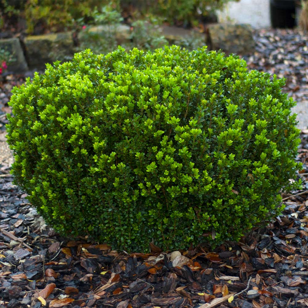 Southern Living® Baby Gem Boxwood Shrub - Image 6